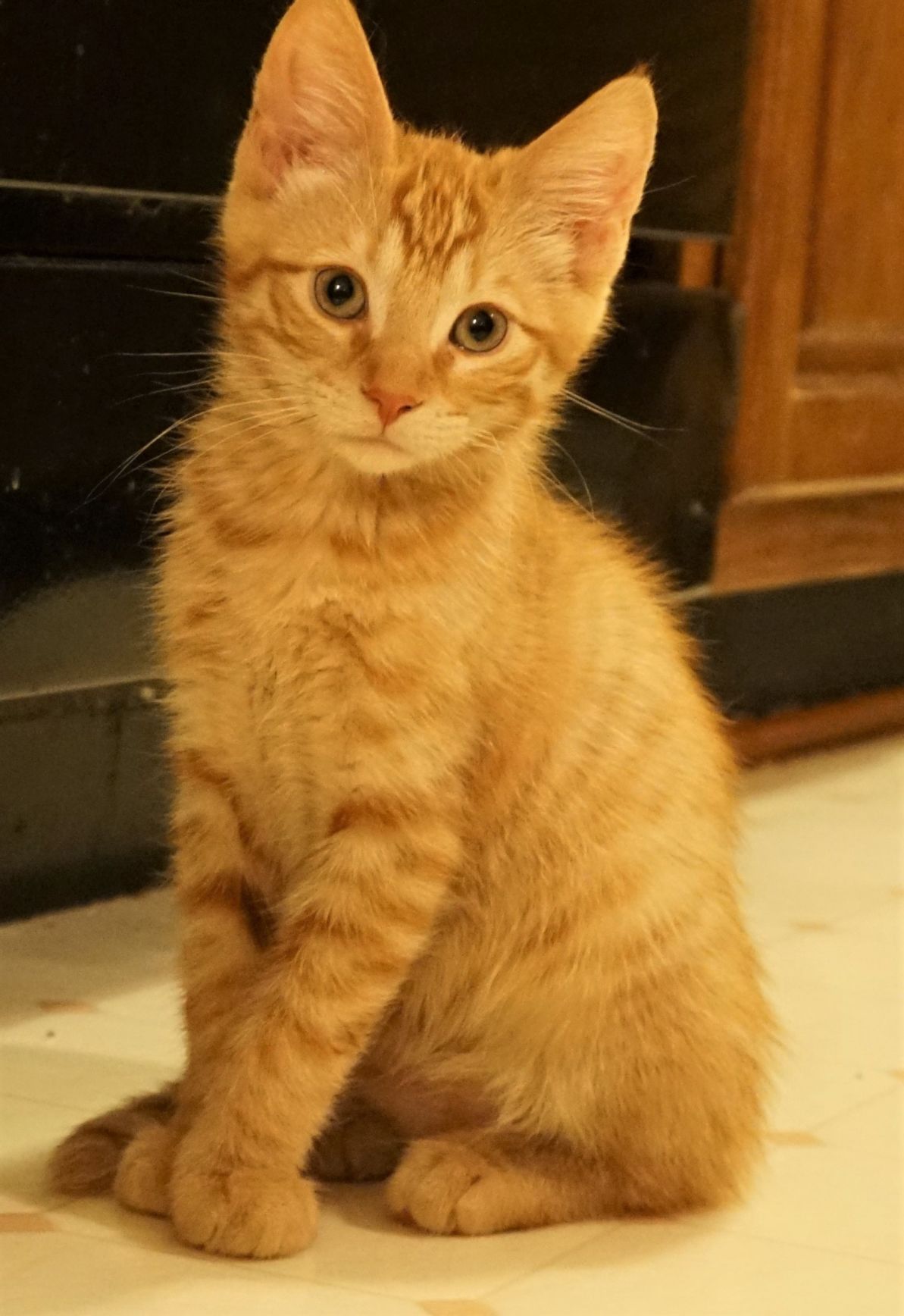 Ali